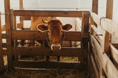 Illustration bails - Image 1