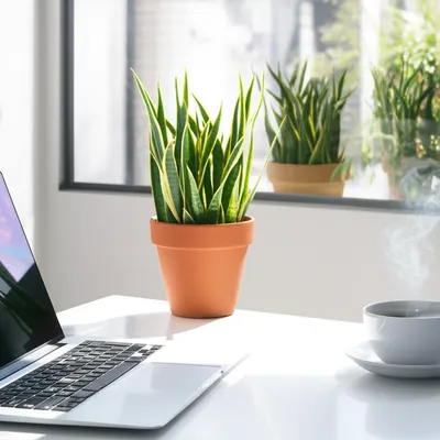 Illustration houseplant