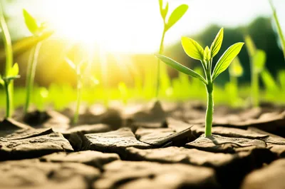 Illustration risers - Image 1