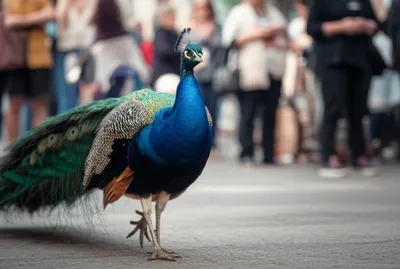 Illustration swaggered - Image 1