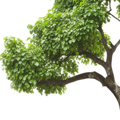 Illustration bow - Image 1