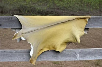 Illustration buckskin - Image 1