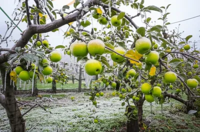 Illustration icing - Image 1