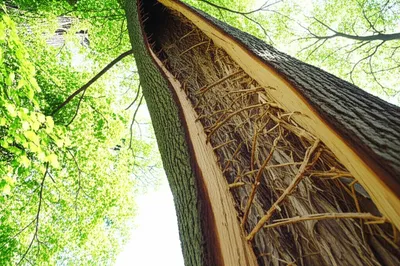 Illustration twined - Image 1