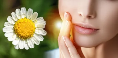 Illustration pellitory - Image 1