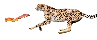 Illustration rasher - Image 1