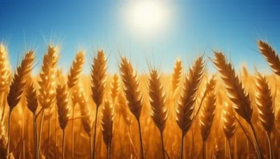 Illustration suns - Image 1