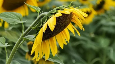 Illustration laved - Image 1