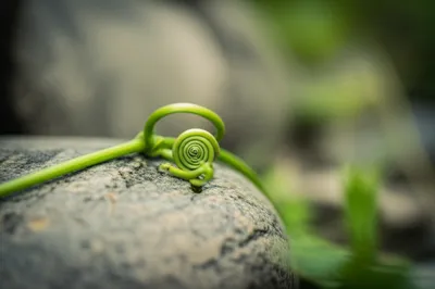 Illustration curl - Image 1