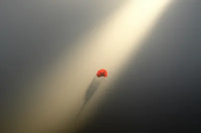 Illustration clears - Image 1