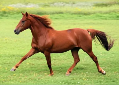 Illustration rack - Image 1