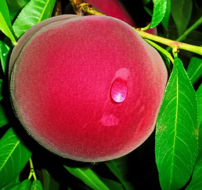 Illustration ripe - Image 1