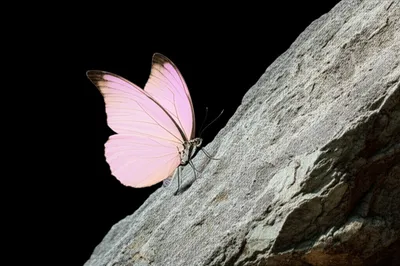 Illustration far - Image 1