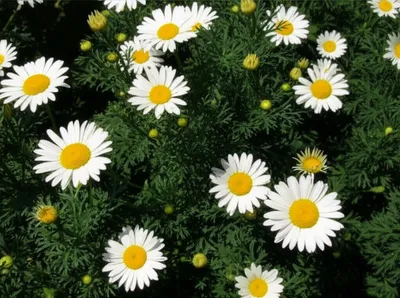 Illustration mayweeds - Image 1