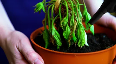 Illustration disempower