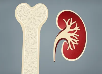 Illustration medulla - Image 1