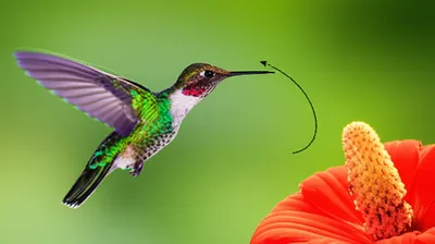 Illustration nip - Image 1