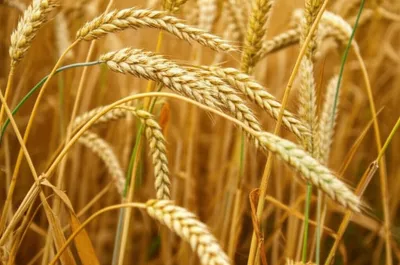 Illustration bear - Image 1