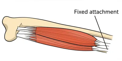 Illustration origin - Image 1