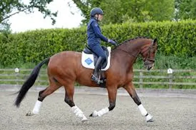 Illustration trot - Image 2