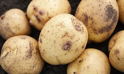 Illustration scabs - Image 1