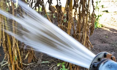 Illustration ruptured - Image 1