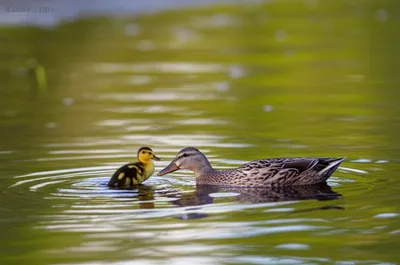 Illustration unlearned - Image 1