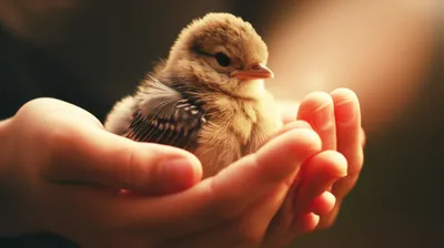 Illustration solace - Image 1