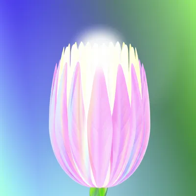 Illustration genital - Image 1