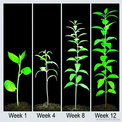 Illustration longitudinal - Image 1