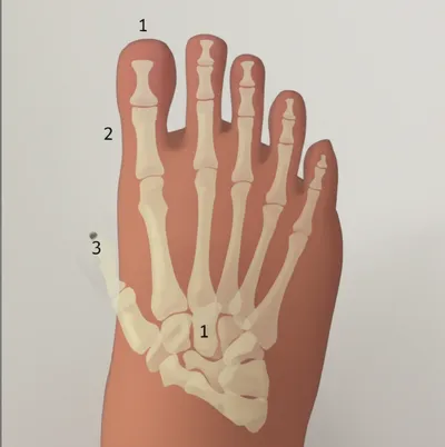 Illustration phalanges - Image 1