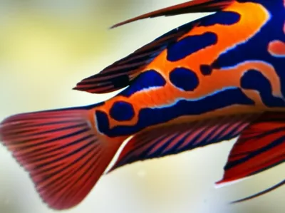 Illustration fins - Image 1