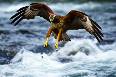 Illustration astute - Image 1