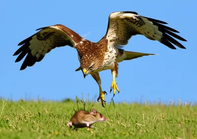 Illustration swoop - Image 1