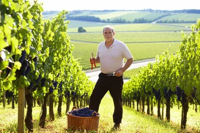 Illustration vigneron - Image 1