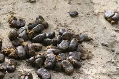 Illustration droppings - Image 2