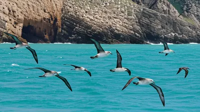 Illustration shearwaters