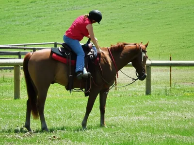 Illustration horses - Image 1