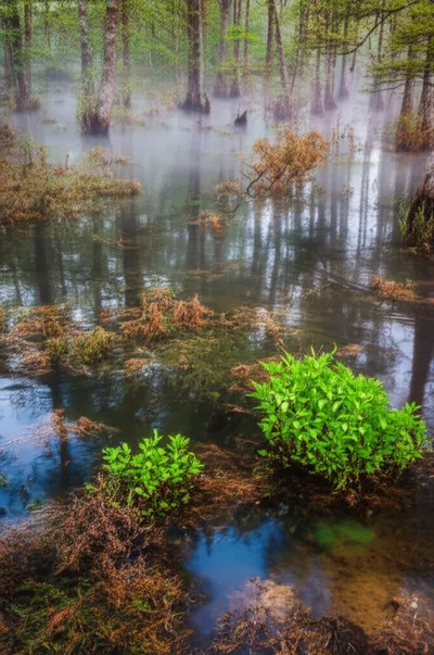 Illustration swampy - Image 1