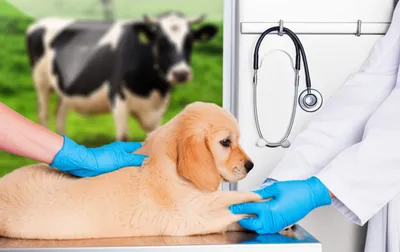 Illustration veterinary - Image 1