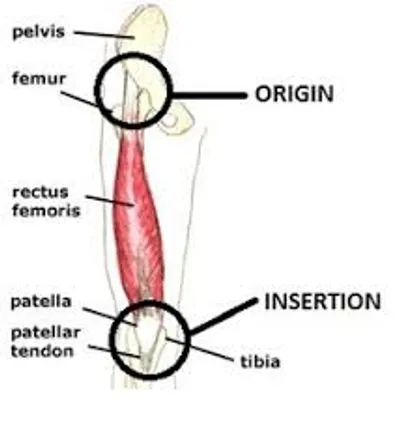 Illustration origin - Image 4