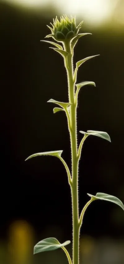 Illustration spire - Image 1