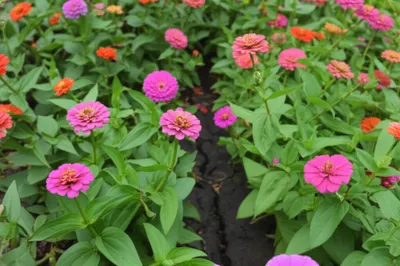 Illustration handicaps - Image 1