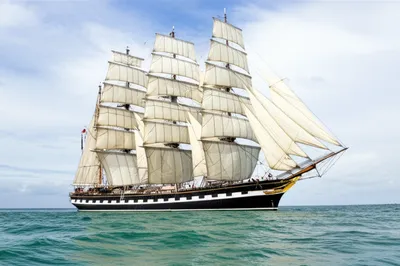 Illustration barks - Image 1