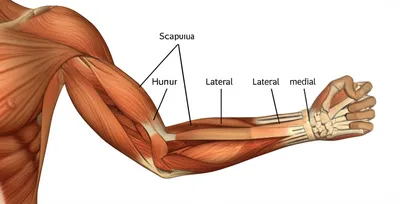 Illustration triceps - Image 1