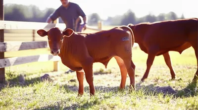 Illustration steering - Image 1