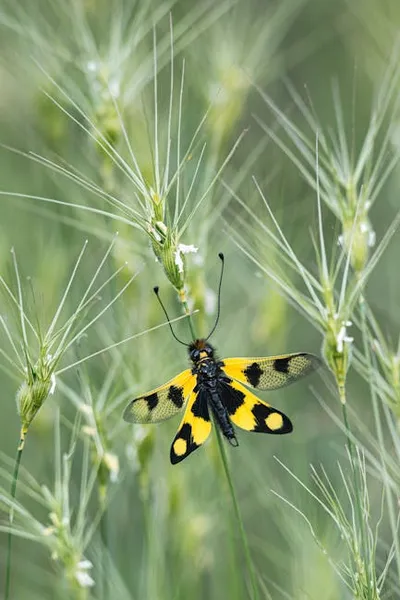 Illustration neuroptera - Image 2