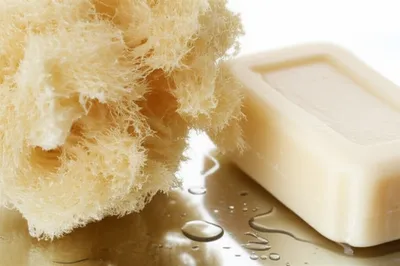 Illustration loofah - Image 1