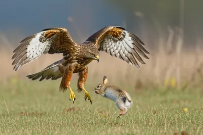 Illustration flies - Image 1