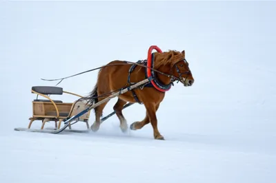 Illustration cutter - Image 1